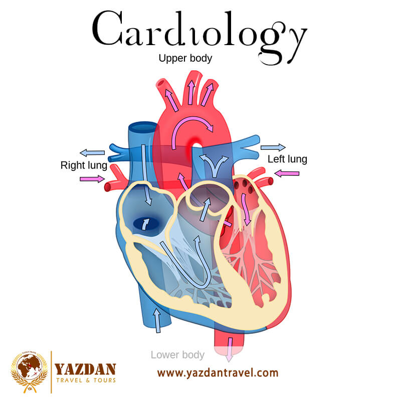 cardiology